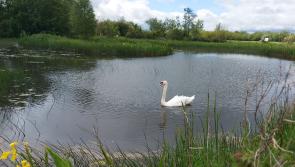 New Wetland Park to be developed in Maghera 