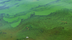 Bateson welcomes passing of council motion on toxic algae
