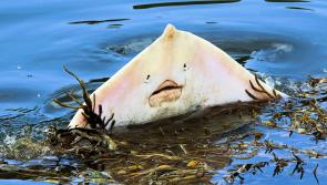 Perfect catch as Derry photographer lands snap of rare thornback ray at Inch
