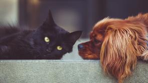 ISPCA launches 'Cruelty No More' Campaign to mark Ireland’s First National Animal Week

