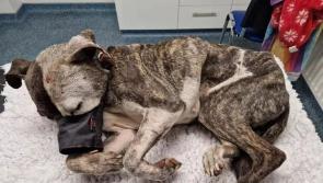 Nine months jail for Derry man found guilty of dog cruelty