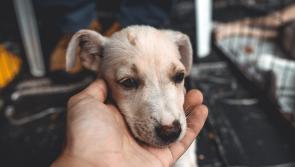 Derry animal shelter charity Pet FBI closing its kennels