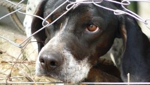 Over 1,200 animal welfare incidents in three years