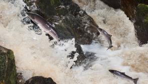 Loughs Agency retains existing salmon carcass tag allocation for 2024 season