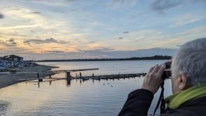 The first BTO Winter Gull survey in twenty year looking for volunteers