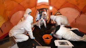 A bog body dated over 2,000 years found in Seamus Heaney’s County