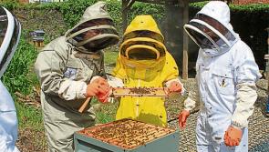 Derry and District Beekeeping Association launch new introductory course