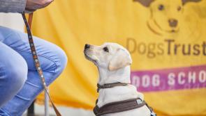 Dog School Expand into Derry
