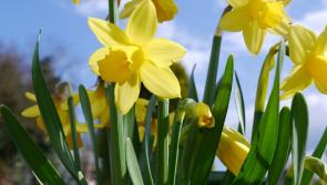 Find out which County Derry garden has the best displays of spring bulbs