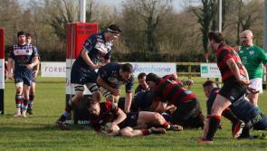 Rainey hammer Harlequin's with fine performace