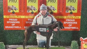 Cals Range hits the bullseye in Greyhound Trader Stake