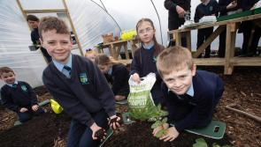 Green-fingered Hollybush PS pupils launch new food growing garden project