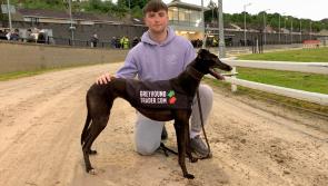 Dreenan Jill lands the Greyhound Trader 500 at Derry's Brandywell