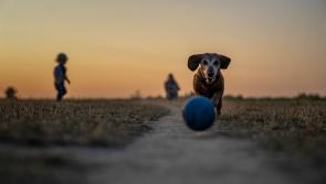 McGlone calls for joined-up approach to dog databases