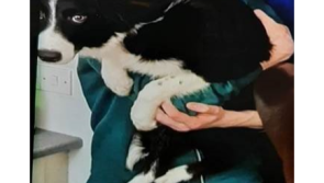 Police appeal for information in an effort to locate injured puppy struck by car on Glenshane Road