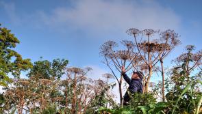 Loughs Agency urges invasives species action in Foyle catchment area