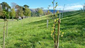 Council joins community groups in planting over 2300 trees to help protect woodland habitat