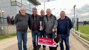 Derry Greyhounds: Maggies Aim strikes gold in Red Shilling Final