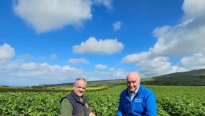 Limavady workshop to discuss blight control for local potato growers