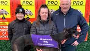 Derry Greyhounds: Moss Flyer sets the bar in Quiqley Memorial heats