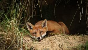 Limavady photographer showcasing the beauty of wildlife