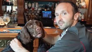 Pub loving pup is Derry's representative in this year's Nose of Tralee