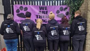 Animal rights group calls for stronger sentences for abusers 