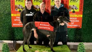 Derry Greyhounds: Marvel-lous Drumcrow fastest in Liam Melly Memorial at Brandywell
