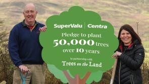 Planting project encourages Derry community groups to apply for trees