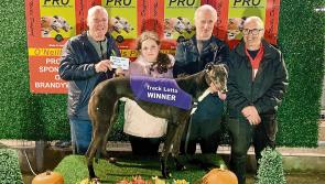 Derry Greyhounds: La Calabaza fastest in Derby heats