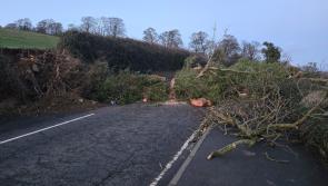 Storm Éowyn: Large tree blocking Letterkenny Road in Derry