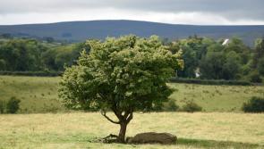 Derry residents urged to participate in consultation on Tree Protection Bill