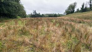CAFRE and NI Water to host online rush control event