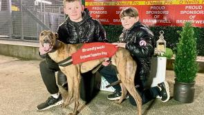 Derry Greyhounds: Cashout’s win rewards his supporters Generous-ly