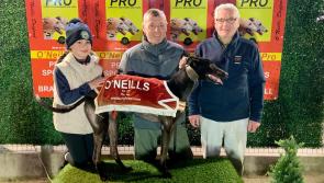 Derry Greyhounds: Heroic performance by Swan lands Meenagh Kennels Marathon
