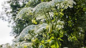Derry public urged to be vigilant beyond 'Invasive Species Week 2025'