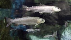 United Nations endorses Loughs Agency-led marine research project