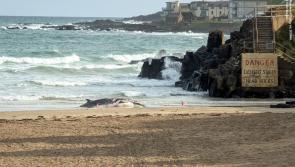 Dead minke whale found washed up County Derry beach