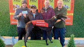 Derry Greyhounds: Inniskeen Mandy lands Dorotas Wildcat at Stud Trophy