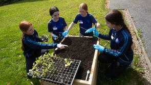 IN PICTURES: St. Mary&rsquo;s College garden makeover comes to fruition