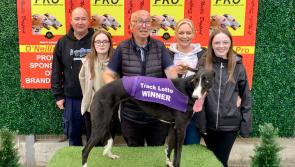 Derry Greyhounds: Sniper Roro on target in Sprint Shoot Out at Brandywell