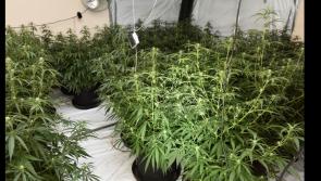 Man (29) to appear before Derry Court following discovery of 120 cannabis plants