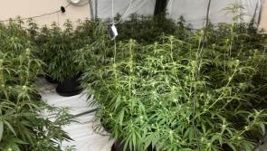 Man bailed at Derry Court with cultivation of drugs valued at between &pound;200,000 to &pound;250,000