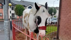 CAMERA CLUB: Horse spotted in Derry's Creggan Street