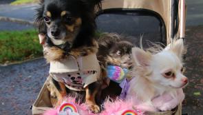 IN PICTURES: Special blessing ceremony of pets and animals in Derry for feast of St Francis of Assisi