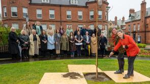 Memorial tree at Derry's Ulster University pays tribute to healthcare professionals