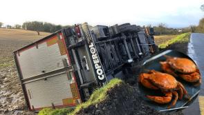 15,000 crabs bound for Portugal almost make a getaway following crash in Inishowen