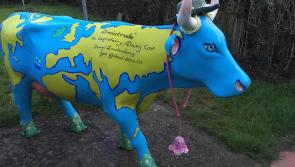 An &lsquo;udderly&rsquo; fantastic result as Derry's Ermitrude finds a new home in Donegal