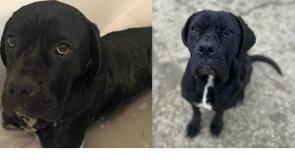 'We simply have no choice' - Co Derry dog rescue forced to close after running out of money