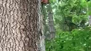 WATCH: Rare red squirrel sighting at golf club.